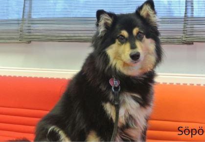 Lukukoira Söpö