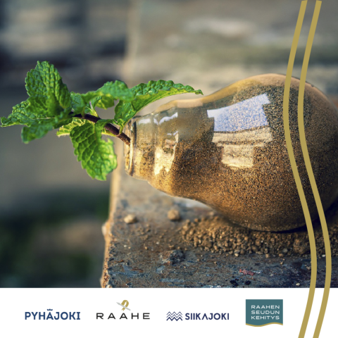 Lamppu täynnä hiekkaa ja hiekasta kasvaa kasvi.