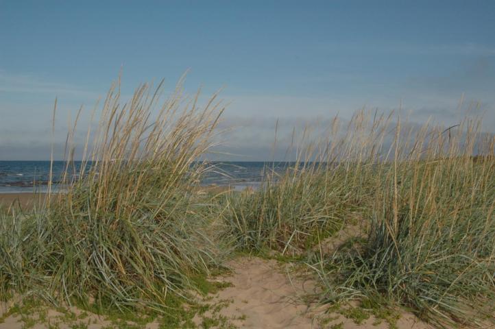 Kuva tauvon kaislikosta merelle päin