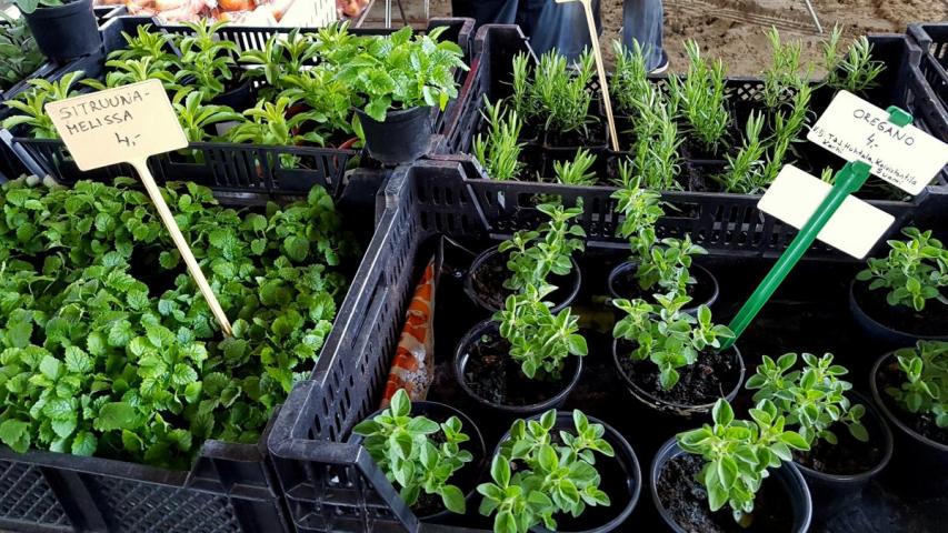 Yrttiruukkuja myynnissä